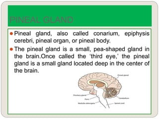  Pineal gland, also called conarium, epiphysis
cerebri, pineal organ, or pineal body.
 The pineal gland is a small, pea-shaped gland in
the brain.Once called the ‘third eye,’ the pineal
gland is a small gland located deep in the center of
the brain.
PINEAL GLAND
 
