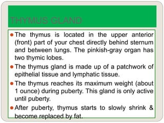  The thymus is located in the upper anterior
(front) part of your chest directly behind sternum
and between lungs. The pinkish-gray organ has
two thymic lobes.
 The thymus gland is made up of a patchwork of
epithelial tissue and lymphatic tissue.
 The thymus reaches its maximum weight (about
1 ounce) during puberty. This gland is only active
until puberty.
 After puberty, thymus starts to slowly shrink &
become replaced by fat.
THYMUS GLAND
 