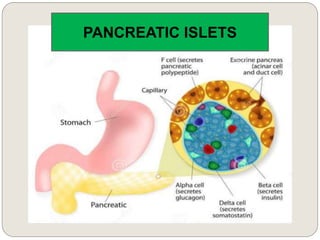 PANCREATIC ISLETS
 