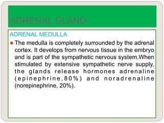 ADRENAL MEDULLA
 The medulla is completely surrounded by the adrenal
cortex. It develops from nervous tissue in the embryo
and is part of the sympathetic nervous system.When
stimulated by extensive sympathetic nerve supply,
the glands release hormones adrenaline
( e p i n e p h r i n e , 8 0 % ) a n d n o r a d r e n a l i n e
(norepinephrine, 20%).
ADRENAL GLAND
 