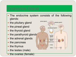 Endocrine Gland
 The endocrine system consists of the following
glands:
 the pituitary gland
 the pineal gland
 the thyroid gland
 the parathyroid glands
 the adrenal glands
 the pancreas
 the thymus
 the testes (male)
 the ovaries (female)
 