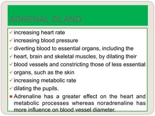  increasing heart rate
 increasing blood pressure
 diverting blood to essential organs, including the
 heart, brain and skeletal muscles, by dilating their
 blood vessels and constricting those of less essential
 organs, such as the skin
 increasing metabolic rate
 dilating the pupils.
 Adrenaline has a greater effect on the heart and
metabolic processes whereas noradrenaline has
more influence on blood vessel diameter.
ADRENAL GLAND
 