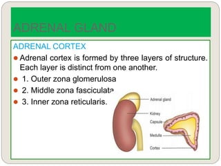 ADRENAL CORTEX
 Adrenal cortex is formed by three layers of structure.
Each layer is distinct from one another.
 1. Outer zona glomerulosa
 2. Middle zona fasciculata
 3. Inner zona reticularis.
ADRENAL GLAND
 