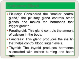Endocrine Gland
 Pituitary: Considered the "master control
gland," the pituitary gland controls other
glands and makes the hormones that
trigger growth.
 Parathyroid: This gland controls the amount
of calcium in the body.
 Pancreas: This gland produces the insulin
that helps control blood sugar levels.
 Thyroid: The thyroid produces hormones
associated with calorie burning and heart
rate.
 
