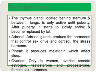 Endocrine Gland
 The thymus gland: located behind sternum &
between lungs, is only active until puberty.
After puberty, it starts to slowly shrink &
become replaced by fat.
 Adrenal: Adrenal glands produce the hormones
that control sex drive and cortisol, the stress
hormone.
 Pineal: it produces melatonin which affect
sleep.
 Ovaries: Only in women, ovaries secrete
estrogen, testosterone and progesterone,
female sex hormones.
 