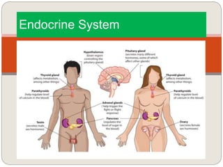 Endocrine System
 