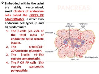 endocrine system.pdf