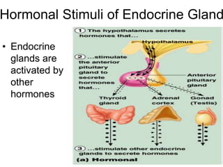 Hormonal Stimuli of Endocrine Gland
• Endocrine
glands are
activated by
other
hormones
Figure 9.2a
 