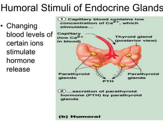 Humoral Control Endocrine System.pdf