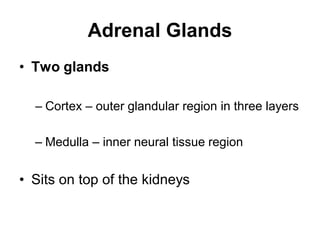 Adrenal Glands
• Two glands
– Cortex – outer glandular region in three layers
– Medulla – inner neural tissue region
• Sits on top of the kidneys
 