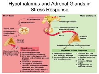 Figure 9.12
Hypothalamus and Adrenal Glands in
Stress Response
 