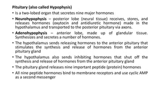Pituitary (also called Hypophysis)
• Is a two-lobed organ that secretes nine major hormones
• Neurohypophysis – posterior lobe (neural tissue) receives, stores, and
releases hormones (oxytocin and antidiuretic hormone) made in the
hypothalamus and transported to the posterior pituitary via axons.
• Adenohypophysis – anterior lobe, made up of glandular tissue.
Synthesizes and secretes a number of hormones.
• The hypothalamus sends releasing hormones to the anterior pituitary that
stimulates the synthesis and release of hormones from the anterior
pituitary gland
• The hypothalamus also sends inhibiting hormones that shut off the
synthesis and release of hormones from the anterior pituitary gland
• The pituitary gland releases nine important peptide (protein) hormones
• All nine peptide hormones bind to membrane receptors and use cyclic AMP
as a second messenger
 