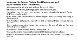 Hormones of the Anterior Pituitary Gland (Adenohypophysis)
Growth Hormone (GH or somatotropin)
• GH produced by somatotropic cells of the anterior lobe
• Stimulates most cells, but target bone and skeletal muscle
• Stimulates the liver and other tissues to secrete insulin-like growth factor I
(IGF-I or somatomedin)
• IGF-I stimulates proliferation of chondrocytes (cartilage cells), resulting in
bone growth.
• GH stimulates cell growth, replication, and protein synthesis through release
of IGF-I.
• Direct action promotes lipolysis to encourage the use of fats for fuel and
inhibits glucose uptake
• Antagonistic hypothalamic hormones regulate GH
• Growth hormone–releasing hormone (GHRH) stimulates GH release
• Growth hormone–inhibiting hormone (GHIH or somatostatin ) inhibits GH
release
 