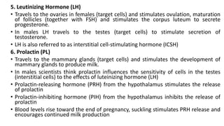 5. Leutinizing Hormone (LH)
• Travels to the ovaries in females (target cells) and stimulates ovulation, maturation
of follicles (together with FSH) and stimulates the corpus luteum to secrete
progesterone.
• In males LH travels to the testes (target cells) to stimulate secretion of
testosterone.
• LH is also referred to as interstitial cell-stimulating hormone (ICSH)
6. Prolactin (PL)
• Travels to the mammary glands (target cells) and stimulates the development of
mammary glands to produce milk.
• In males scientists think prolactin influences the sensitivity of cells in the testes
(interstitial cells) to the effects of luteinizing hormone (LH)
• Prolactin-releasing hormone (PRH) from the hypothalamus stimulates the release
of prolactin
• Prolactin-inhibiting hormone (PIH) from the hypothalamus inhibits the release of
prolactin
• Blood levels rise toward the end of pregnancy, suckling stimulates PRH release and
encourages continued milk production
 