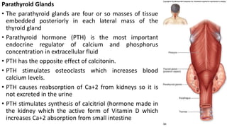 Parathyroid Glands
• The parathyroid glands are four or so masses of tissue
embedded posteriorly in each lateral mass of the
thyroid gland
• Parathyroid hormone (PTH) is the most important
endocrine regulator of calcium and phosphorus
concentration in extracellular fluid
• PTH has the opposite effect of calcitonin.
• PTH stimulates osteoclasts which increases blood
calcium levels.
• PTH causes reabsorption of Ca+2 from kidneys so it is
not excreted in the urine
• PTH stimulates synthesis of calcitriol (hormone made in
the kidney which the active form of Vitamin D which
increases Ca+2 absorption from small intestine
 