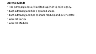 Adrenal Glands
• The adrenal glands are located superior to each kidney.
• Each adrenal gland has a pyramid shape.
• Each adrenal gland has an inner medulla and outer cortex:
• Adrenal Cortex
• Adrenal Medulla
 