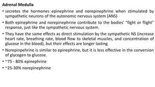 Adrenal Medulla
• secretes the hormones epinephrine and norepinephrine when stimulated by
sympathetic neurons of the autonomic nervous system (ANS)
• Both epinephrine and norepinephrine contribute to the bodies' "fight or flight"
response, just like the sympathetic nervous system.
• They have the same effects as direct stimulation by the sympathetic NS (increase
heart rate, breathing rate, blood flow to skeletal muscles, and concentration of
glucose in the blood), but their effects are longer lasting
• Norepinpehrine is similar to epinephrine, but it is less effective in the conversion
of glycogen to glucose.
• ~75 - 80% epinephrine
• ~25-30% norepinephrine
 