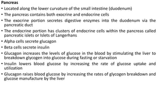 Pancreas
• Located along the lower curvature of the small intestine (duodenum)
• The pancreas contains both exocrine and endocrine cells
• The exocrine portion secretes digestive enzymes into the duodenum via the
pancreatic duct
• The endocrine portion has clusters of endocrine cells within the pancreas called
pancreatic islets or Islets of Langerhans
• Alpha cells secrete glucagon
• Beta cells secrete insulin
• Glucagon increases the levels of glucose in the blood by stimulating the liver to
breakdown glycogen into glucose during fasting or starvation
• Insulin lowers blood glucose by increasing the rate of glucose uptake and
utilization
• Glucagon raises blood glucose by increasing the rates of glycogen breakdown and
glucose manufacture by the liver
 