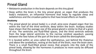 Pineal Gland
• Melatonin production in the brain depends on this tiny gland
• Deep within the brain is the tiny pineal gland, an organ that produces the
body’s melatonin, an influential hormone that helps to regulate sleep and
wakefulness and the circadian patterns that have broad effects on health.
Anatomy
• The pineal gland (or pineal body) is a small, pine-cone shaped organ that lies
within the roof of the third ventricle, deep within the brain. Autopsy studies
have shown that the average size of the pineal gland is similar to that of a grain
of rice. The ventricles are fluid-filled spaces, and the third ventricle extends
from the large lateral ventricles to the narrow cerebral aqueduct, passing
between the two halves of the part of the brain called the diencephalon.
• It is located within an area called the epithalamus, just behind the thalamus
and above the cerebellum, resting at the back of the brain, near the brain stem.
There is a small fluid-filled pineal recess that projects into the stalk of the
pineal body, allowing for the hormones it produces to more easily be diffused
throughout the brain.
 
