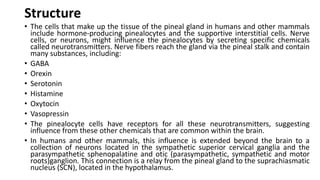 Structure
• The cells that make up the tissue of the pineal gland in humans and other mammals
include hormone-producing pinealocytes and the supportive interstitial cells. Nerve
cells, or neurons, might influence the pinealocytes by secreting specific chemicals
called neurotransmitters. Nerve fibers reach the gland via the pineal stalk and contain
many substances, including:
• GABA
• Orexin
• Serotonin
• Histamine
• Oxytocin
• Vasopressin
• The pinealocyte cells have receptors for all these neurotransmitters, suggesting
influence from these other chemicals that are common within the brain.
• In humans and other mammals, this influence is extended beyond the brain to a
collection of neurons located in the sympathetic superior cervical ganglia and the
parasympathetic sphenopalatine and otic (parasympathetic, sympathetic and motor
roots)ganglion. This connection is a relay from the pineal gland to the suprachiasmatic
nucleus (SCN), located in the hypothalamus.
 