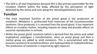 • The SCN is of vital importance because this is the primary pacemaker for the
circadian rhythm within the body, affected by the perception of light
detected by the retina and sent along the retinohypothalamic tract.
Function
• The most important function of the pineal gland is the production of
melatonin. Melatonin is synthesized from molecules of the neurotransmitter
serotonin. Once produced, it is secreted from the pineal gland. It has important
effects on circadian rhythm, including impacts on sleep and possible effects on
seasonal reproduction in animals.
• Within the pineal gland, serotonin (which is derived from the amino acid called
tryptophan) undergoes a transformation, when an acetyl group and then a
methyl group are added to yield melatonin. This is accomplished with two
enzymes:serotonin-N-acetyltransferase and hydroxyindole-O-methyltranferase.
The production of melatonin is impaired by light exposure.
 