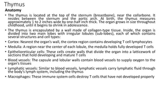 Thymus
Anatomy
• The thymus is located at the top of the sternum (breastbone), near the collarbone. It
resides between the sternum and the aortic arch. At birth, the thymus measures
approximately 1 to 2 inches wide by one-half inch thick. The organ grows in size throughout
childhood, until it begins to shrink in adolescence.
• The thymus is encapsulated by a wall made of collagen-type tissue. Inside, the organ is
divided into two main lobes with irregular lobules (sub-lobes), each of which contains
several structures and cell types:
• Cortex: Nearest the organ’s wall, the cortex region contains developing T cell lymphocytes
• Medulla: A region near the center of each lobule, the medulla holds fully developed T cells
• Epithelioreticular cells: These cells create walls that divide the organ into a latticework of
sections that hold developing and mature T cells
• Blood vessels: The capsule and lobular walls contain blood vessels to supply oxygen to the
organ’s tissues
• Lymphatic vessels: Similar to blood vessels, lymphatic vessels carry lymphatic fluid through
the body’s lymph system, including the thymus
• Macrophages: These immune system cells destroy T cells that have not developed properly
 