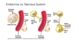 Endocrine vs. Nervous System
 