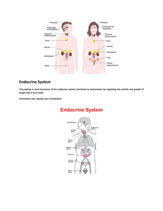 Endocrine System.pdf