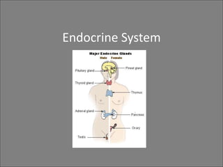 Endocrine System
 