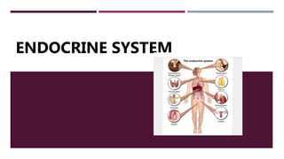 ENDOCRINE SYSTEM
 