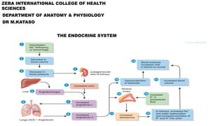 ZERA INTERNATIONAL COLLEGE OF HEALTH
SCIENCES
DEPARTMENT OF ANATOMY & PHYSIOLOGY
DR M.KATASO
THE ENDOCRINE SYSTEM
 