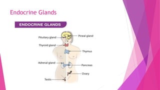 Endocrine Glands
 