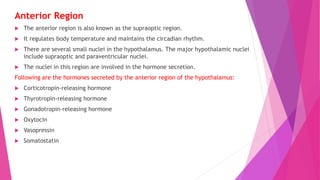 Anterior Region
 The anterior region is also known as the supraoptic region.
 It regulates body temperature and maintains the circadian rhythm.
 There are several small nuclei in the hypothalamus. The major hypothalamic nuclei
include supraoptic and paraventricular nuclei.
 The nuclei in this region are involved in the hormone secretion.
Following are the hormones secreted by the anterior region of the hypothalamus:
 Corticotropin-releasing hormone
 Thyrotropin-releasing hormone
 Gonadotropin-releasing hormone
 Oxytocin
 Vasopressin
 Somatostatin
 