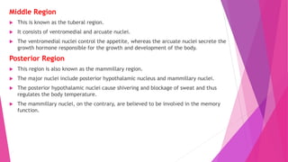 Middle Region
 This is known as the tuberal region.
 It consists of ventromedial and arcuate nuclei.
 The ventromedial nuclei control the appetite, whereas the arcuate nuclei secrete the
growth hormone responsible for the growth and development of the body.
Posterior Region
 This region is also known as the mammillary region.
 The major nuclei include posterior hypothalamic nucleus and mammillary nuclei.
 The posterior hypothalamic nuclei cause shivering and blockage of sweat and thus
regulates the body temperature.
 The mammillary nuclei, on the contrary, are believed to be involved in the memory
function.
 