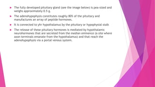  The fully developed pituitary gland (see the image below) is pea-sized and
weighs approximately 0.5 g.
 The adenohypophysis constitutes roughly 80% of the pituitary and
manufactures an array of peptide hormones.
 It is connected to yhr hypothalamus by the pituitary or hypophysial stalk
 The release of these pituitary hormones is mediated by hypothalamic
neurohormones that are secreted from the median eminence (a site where
axon terminals emanate from the hypothalamus) and that reach the
adenohypophysis via a portal venous system.
 