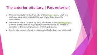 The anterior pituitary ( Pars Anterior)
 The anterior pituitary is the front lobe of the pituitary gland, which is a
small, pea-sized gland located at the base of your brain below the
hypothalamus.
 The anterior lobe of the pituitary gland, also known as the adenohypophysis,
produces and secretes the majority of pituitary hormones. Its function is
controlled by the releasing-hormones of the hypothalamus.
 Anterior lobe consists of thick irregular cords of cells, branching by sinusoid.
 