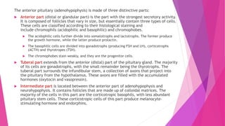 The anterior pituitary (adenohypophysis) is made of three distinctive parts:
 Anterior part (distal or glandular part) is the part with the strongest secretory activity.
It is composed of follicles that vary in size, but essentially contain three types of cells.
These cells are classified according to their histological staining and
include chromophils (acidophilic and basophilic) and chromophobes.
 The acidophilic cells further divide into somatotrophs and lactotrophs. The former produce
the growth hormone, while the latter produce prolactin.
 The basophilic cells are divided into gonadotrophs (producing FSH and LH), corticotrophs
(ACTH) and thyrotropes (TSH).
 The chromophobes stain weakly, and they are the progenitor cells.
 Tuberal part extends from the anterior (distal) part of the pituitary gland. The majority
of its cells are gonadotrophs, with the small remainder being the thyrotrophs. The
tuberal part surrounds the infundibular stem, a collection of axons that project into
the pituitary from the hypothalamus. These axons are filled with the accumulated
hormones (oxytocin and vasopressin).
 Intermediate part is located between the anterior part of adenohypophysis and
neurohypophysis. It contains follicles that are made up of colloidal matrices. The
majority of the cells in this part are the corticotropic basophils, with less abundant
pituitary stem cells. These corticotropic cells of this part produce melanocyte-
stimulating hormone and endorphins.
 