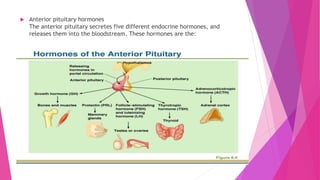  Anterior pituitary hormones
The anterior pituitary secretes five different endocrine hormones, and
releases them into the bloodstream. These hormones are the:
 