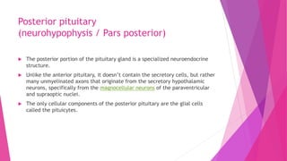 Posterior pituitary
(neurohypophysis / Pars posterior)
 The posterior portion of the pituitary gland is a specialized neuroendocrine
structure.
 Unlike the anterior pituitary, it doesn’t contain the secretory cells, but rather
many unmyelinated axons that originate from the secretory hypothalamic
neurons, specifically from the magnocellular neurons of the paraventricular
and supraoptic nuclei.
 The only cellular components of the posterior pituitary are the glial cells
called the pituicytes.
 