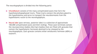The neurohypophysis is divided into the following parts:
 Infundibulum consists of the many unmyelinated axons that form the
hypothalamohypophyseal tracts. These tracts connect the pituitary gland to
the hypothalamus and serve to transport the neurohormones from the
hypothalamic nuclei to the neurohypophysis.
 Neural lobe (pars nervosa, posterior lobe) is a collection of approximate
100,000 unmyelinated axons and their endings. These axon terminals contain
the neurosecretory bodies (Herring’s bodies) that are filled with granules that
contain the hypothalamic hormones destined to be released by the
neurohypophysis. Each granule contains either antidiuretic hormone (ADH) or
oxytocin.
 