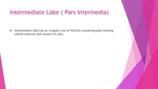 Intermediate Lobe ( Pars Intermedia)
 Intermediate lobe has an irregular row of follicles containing pale staining
colloid material and clusters of cells.
 
