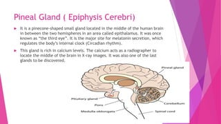 Pineal Gland ( Epiphysis Cerebri)
 It is a pinecone-shaped small gland located in the middle of the human brain
in between the two hemispheres in an area called epithalamus. It was once
known as “the third eye”. It is the major site for melatonin secretion, which
regulates the body’s internal clock (Circadian rhythm).
 This gland is rich in calcium levels. The calcium acts as a radiographer to
locate the middle of the brain in X-ray images. It was also one of the last
glands to be discovered.
 