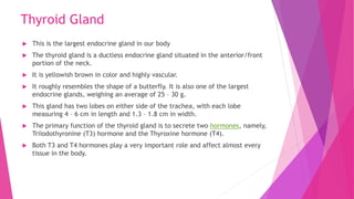 Thyroid Gland
 This is the largest endocrine gland in our body
 The thyroid gland is a ductless endocrine gland situated in the anterior/front
portion of the neck.
 It is yellowish brown in color and highly vascular.
 It roughly resembles the shape of a butterfly. It is also one of the largest
endocrine glands, weighing an average of 25 – 30 g.
 This gland has two lobes on either side of the trachea, with each lobe
measuring 4 – 6 cm in length and 1.3 – 1.8 cm in width.
 The primary function of the thyroid gland is to secrete two hormones, namely,
Triiodothyronine (T3) hormone and the Thyroxine hormone (T4).
 Both T3 and T4 hormones play a very important role and affect almost every
tissue in the body.
 