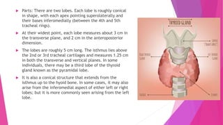  Parts: There are two lobes. Each lobe is roughly conical
in shape, with each apex pointing superolaterally and
their bases inferomedially (between the 4th and 5th
tracheal rings).
 At their widest point, each lobe measures about 3 cm in
the transverse plane, and 2 cm in the anteroposterior
dimension.
 The lobes are roughly 5 cm long. The isthmus lies above
the 2nd or 3rd tracheal cartilages and measures 1.25 cm
in both the transverse and vertical planes. In some
individuals, there may be a third lobe of the thyroid
gland known as the pyramidal lobe.
 It is also a conical structure that extends from the
isthmus up to the hyoid bone. In some cases, it may also
arise from the inferomedial aspect of either left or right
lobes; but it is more commonly seen arising from the left
lobe.
 