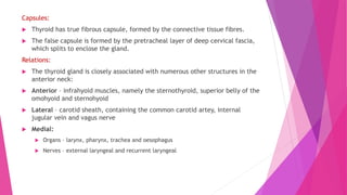 Capsules:
 Thyroid has true fibrous capsule, formed by the connective tissue fibres.
 The false capsule is formed by the pretracheal layer of deep cervical fascia,
which splits to enclose the gland.
Relations:
 The thyroid gland is closely associated with numerous other structures in the
anterior neck:
 Anterior – infrahyoid muscles, namely the sternothyroid, superior belly of the
omohyoid and sternohyoid
 Lateral – carotid sheath, containing the common carotid artey, internal
jugular vein and vagus nerve
 Medial:
 Organs – larynx, pharynx, trachea and oesophagus
 Nerves – external laryngeal and recurrent laryngeal
 