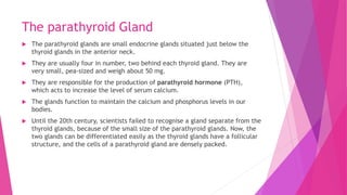 The parathyroid Gland
 The parathyroid glands are small endocrine glands situated just below the
thyroid glands in the anterior neck.
 They are usually four in number, two behind each thyroid gland. They are
very small, pea-sized and weigh about 50 mg.
 They are responsible for the production of parathyroid hormone (PTH),
which acts to increase the level of serum calcium.
 The glands function to maintain the calcium and phosphorus levels in our
bodies.
 Until the 20th century, scientists failed to recognise a gland separate from the
thyroid glands, because of the small size of the parathyroid glands. Now, the
two glands can be differentiated easily as the thyroid glands have a follicular
structure, and the cells of a parathyroid gland are densely packed.
 