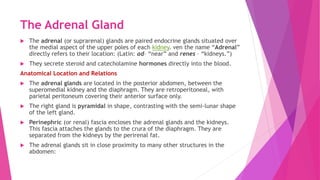 The Adrenal Gland
 The adrenal (or suprarenal) glands are paired endocrine glands situated over
the medial aspect of the upper poles of each kidney. ven the name “Adrenal”
directly refers to their location: (Latin: ad– “near” and renes – “kidneys.”)
 They secrete steroid and catecholamine hormones directly into the blood.
Anatomical Location and Relations
 The adrenal glands are located in the posterior abdomen, between the
superomedial kidney and the diaphragm. They are retroperitoneal, with
parietal peritoneum covering their anterior surface only.
 The right gland is pyramidal in shape, contrasting with the semi-lunar shape
of the left gland.
 Perinephric (or renal) fascia encloses the adrenal glands and the kidneys.
This fascia attaches the glands to the crura of the diaphragm. They are
separated from the kidneys by the perirenal fat.
 The adrenal glands sit in close proximity to many other structures in the
abdomen:
 