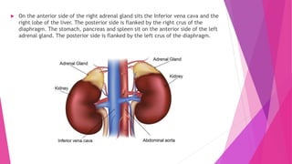  On the anterior side of the right adrenal gland sits the Inferior vena cava and the
right lobe of the liver. The posterior side is flanked by the right crus of the
diaphragm. The stomach, pancreas and spleen sit on the anterior side of the left
adrenal gland. The posterior side is flanked by the left crus of the diaphragm.
 