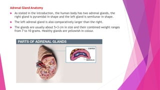 Adrenal Gland Anatomy
 As stated in the introduction, the human body has two adrenal glands, the
right gland is pyramidal in shape and the left gland is semilunar in shape.
 The left adrenal gland is also comparatively larger than the right.
 The glands are usually about 5×3 cm in size and their combined weight ranges
from 7 to 10 grams. Healthy glands are yellowish in colour.
 