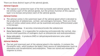There are three distinct layers of the adrenal glands.
Adrenal Capsule
 The capsule is a protective layer of fat that surrounds each adrenal glands. They are
not strictly a part of the adrenal glands, but the primary function of this capsule
layer is to enclose and protect each of the adrenal glands.
Adrenal Cortex
 The adrenal cortex is the outermost layer of the adrenal gland which is devoted to
the production of aldosterone, cortisol, and androgens hormones. There are three
layers of cortex called zones which can be examined and easily differentiated under
a microscope:
 Zona glomerulosa – It secretes mineralocorticoids like aldosterone
 Zona fasciculata – It is responsible for producing corticosteroids like cortisol. Also
secrets small quantities of androgens (such as testosterone and androstenedione)
 Zona reticularis – It produces DHES or dehydroepiandrosterone (also called
androstenolone)
Adrenal Medulla
 The last and innermost part of the adrenal gland is the medulla. It contains the
Chromaffin cells, which produce the body’s main source of catecholamines (such as
adrenaline and noradrenaline) and endorphins. These are stored and released in
response to stress.
 